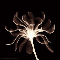 Cinnamon Ribbon (Sepia) Fine Art Print