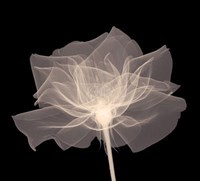 Layered Veil (Sepia) Fine Art Print