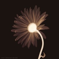 Sunburst Petals (Sepia) Fine Art Print