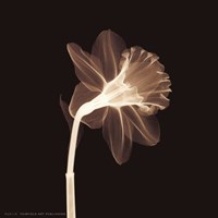 Veiled Blossom (Sepia) Fine Art Print