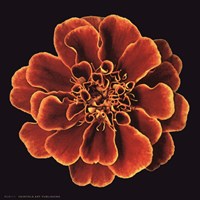 Caramel Ruffles Fine Art Print