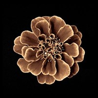 Ruffles in Taupe Fine Art Print