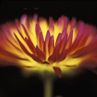 Sunshine Fine Art Print