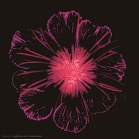 Burst of Crimson Fine Art Print