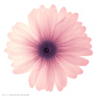 Pink Petals by Alfred Augustus Glendenning Jr. - 6" x 6"