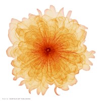 Orange Chiffon Fine Art Print