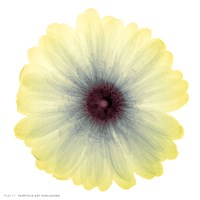 Lemon Nectar Fine Art Print