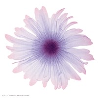 Iced Bloom Fine Art Print