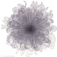 Chiffon Floral Fine Art Print