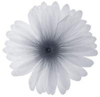 Delicate Petals Fine Art Print