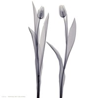 Delicate Duo Fine Art Print