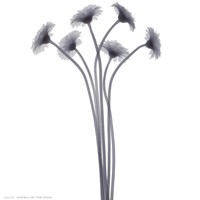 Feathered Splendor Fine Art Print