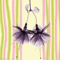 Bridal Veil in Lilac Shimmer Fine Art Print