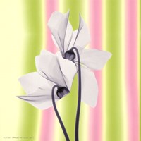 Sheer Beauty Fine Art Print