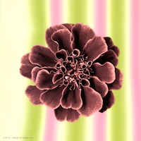 Ruffles in Rose Fine Art Print