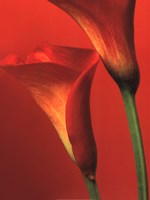 Red Calla Lilies Fine Art Print