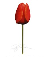 Red Tulip by Jay Schadler - 8" x 10", FulcrumGallery.com brand