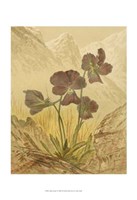 Alpine Florals I Fine Art Print