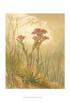 Alpine Florals II Fine Art Print