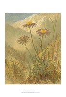 Alpine Florals III Fine Art Print