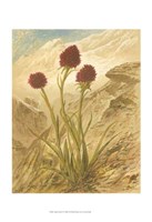 Alpine Florals IV Fine Art Print