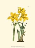 Yellow Narcissus I Fine Art Print