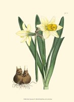 Yellow Narcissus II Fine Art Print