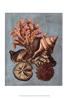 Crackled Shell and Coral Collection on Aqua I Fine Art Print
