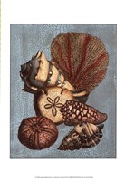 Crackled Shell and Coral Collection on Aqua II Fine Art Print