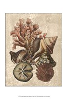 Crackled Shell and Coral Collection on Cream I Fine Art Print