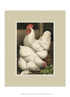 Cassell's Roosters with Mat I Fine Art Print