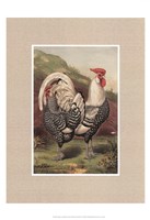Cassell's Roosters with Mat III Fine Art Print
