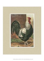Cassell's Roosters with Mat IV Fine Art Print