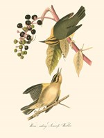 Audubon's Warbler by John James Audubon - various sizes, FulcrumGallery.com brand