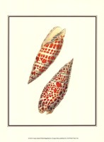 Volute Shells Fine Art Print
