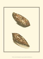 Cone Shells Fine Art Print