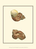 Variegated Turbo Shells Fine Art Print