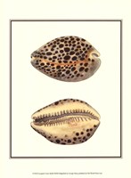 Leopard Cowry Shells Fine Art Print