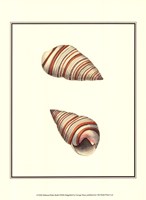 Ribband Bulla Shells Fine Art Print