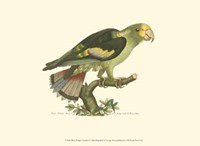 Black-winged Parrakeet Fine Art Print