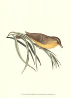 Yellow Wren Fine Art Print