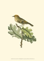 Golden Crowned Wren Fine Art Print