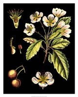 Black Background Floral Studies I Giclee