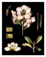 Black Background Floral Studies II Giclee