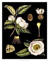 Black Background Floral Studies III Giclee