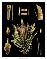 Black Background Floral Studies IV Giclee