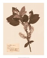 Pressed Flower Study I Framed Print