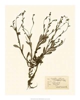 Pressed Flower Study II Giclee