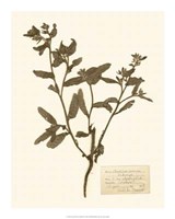 Pressed Flower Study III Giclee