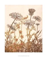 Field of Lace I Giclee